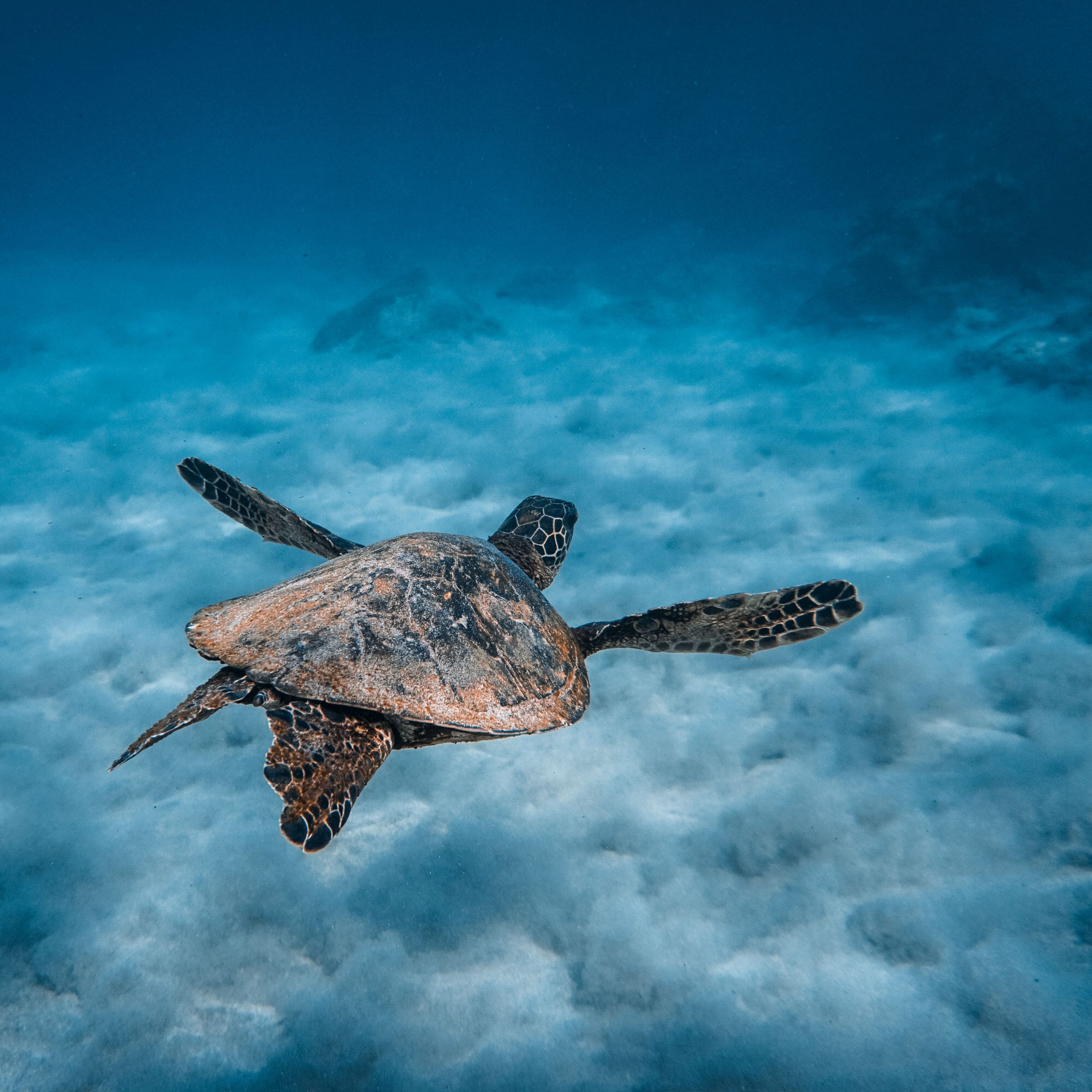 Where to find Turtles in Maui? Locations with turtles sighting guaranteed!
