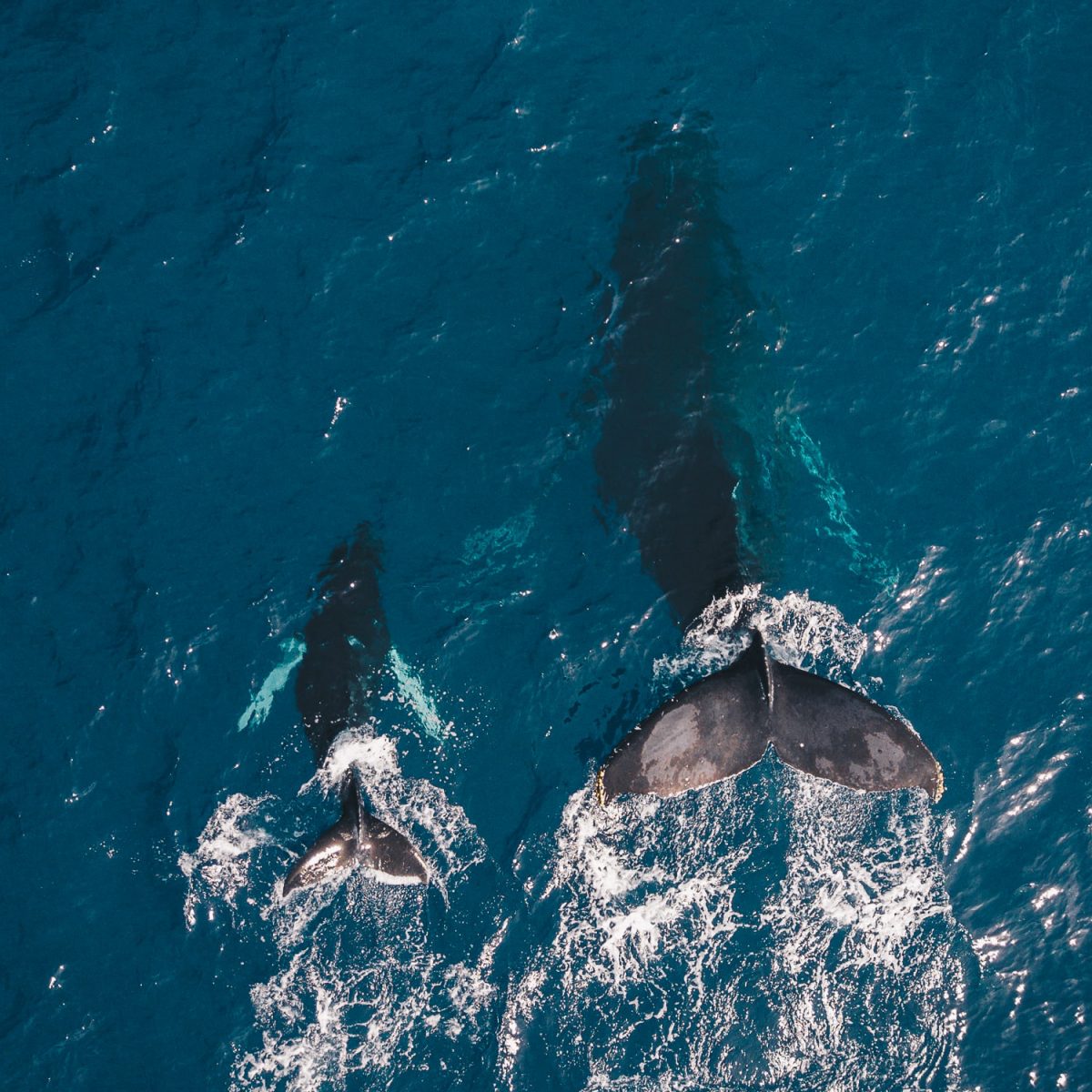 Humpback Whales in Maui